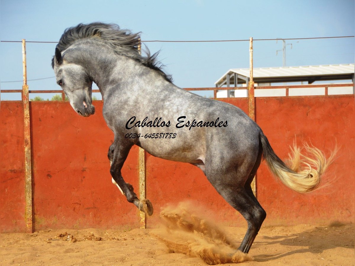 PRE Stallion 5 years 16 hh Gray-Dapple in Vejer de la Frontera