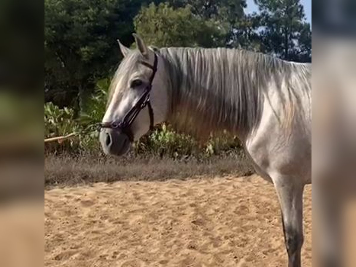 PRE Mix Stallion 5 years 16 hh Gray in Sevilla