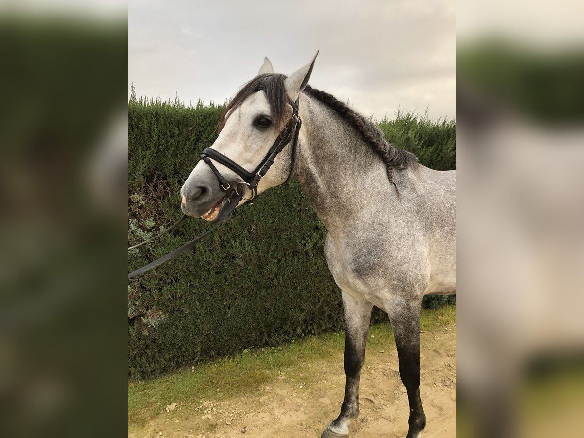 PRE Stallion 5 years 16 hh Gray in Pilas