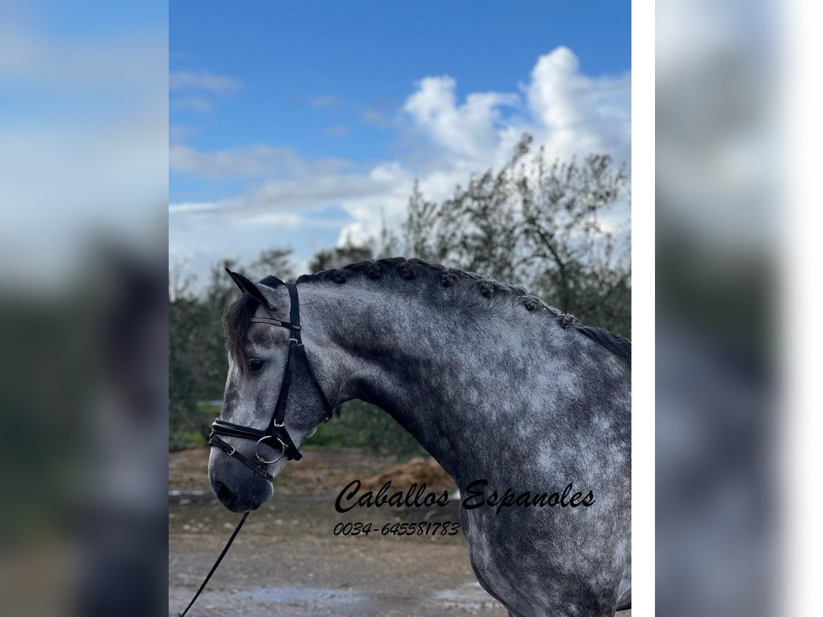 PRE Stallion 5 years 16 hh Grey-Dapple in Vejer de la Frontera