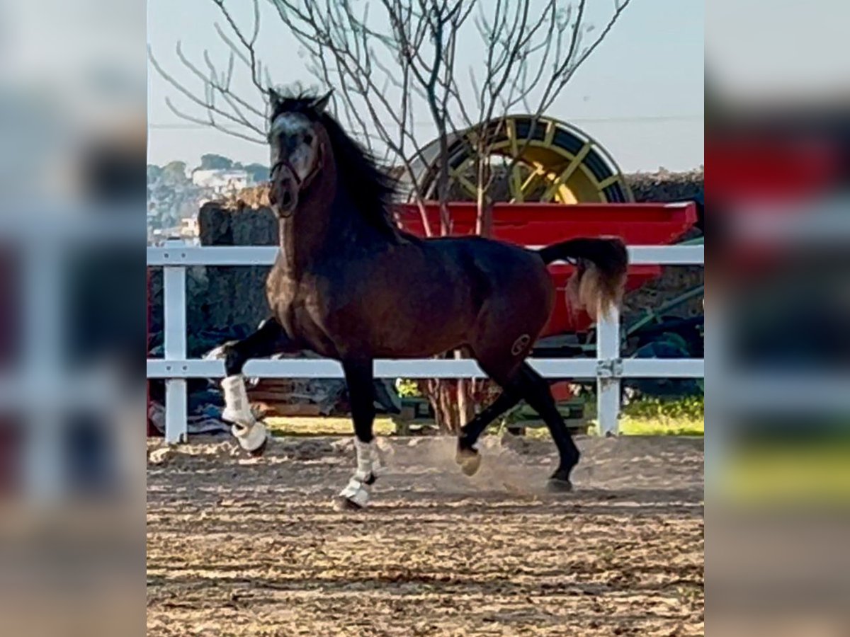 PRE Mix Stallion 5 years 16 hh Grey-Dapple in Martfeld