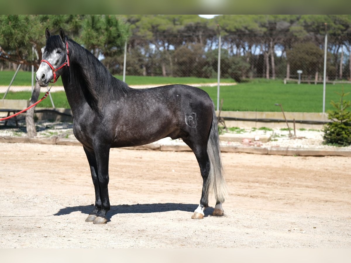 PRE Mix Stallion 5 years 16 hh Grey-Dapple in Hamburg