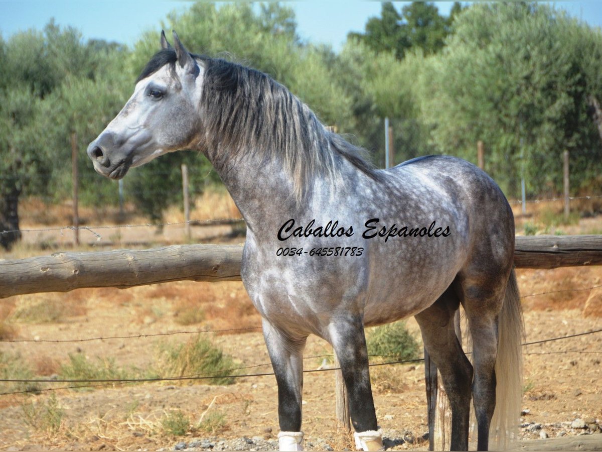 PRE Mix Stallion 5 years 16 hh Grey-Dapple in Vejer de la Frontera