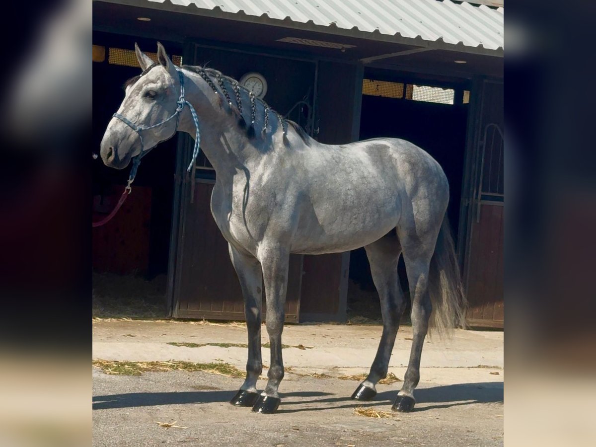 PRE Mix Stallion 5 years 16 hh Grey in Vilanova I La Geltru