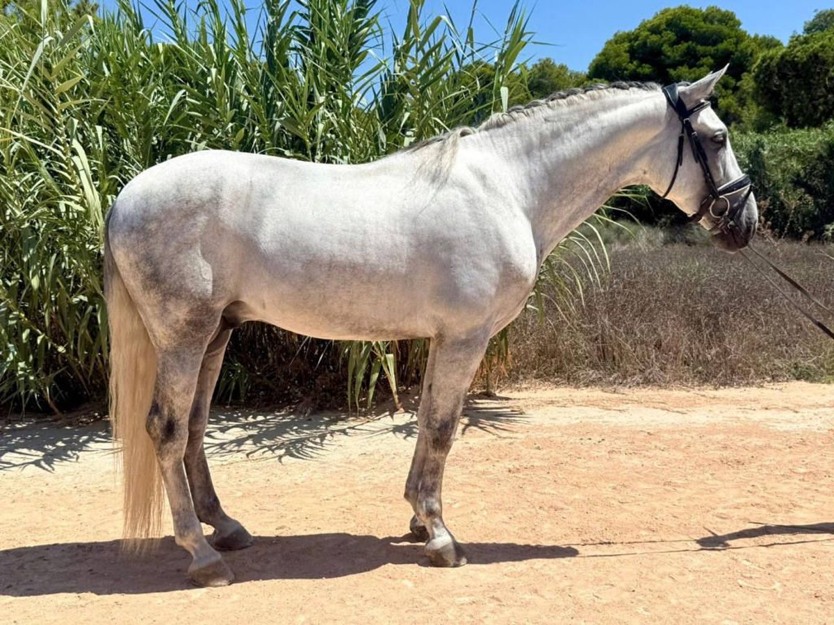 PRE Mix Stallion 5 years 16 hh Grey in Navas Del Madro&#xF1;o