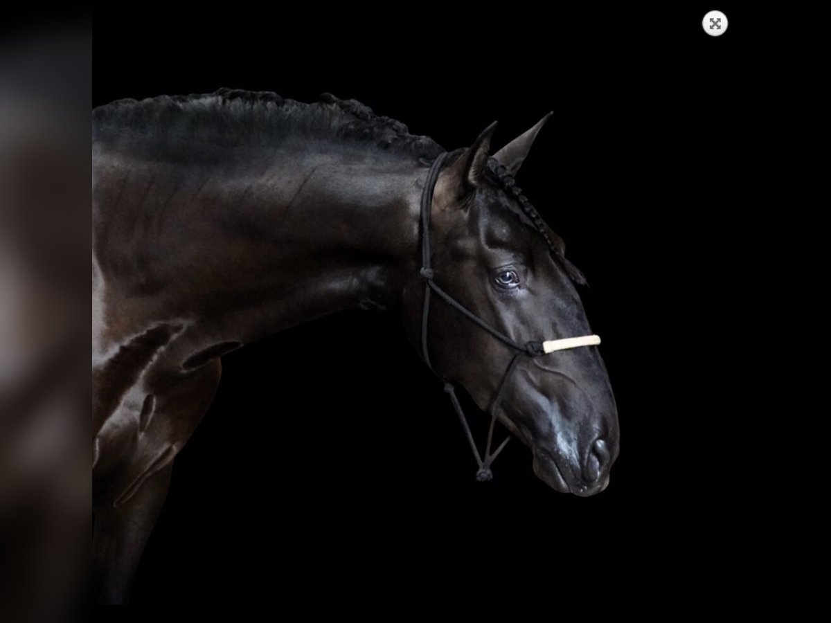 PRE Mix Stallion 5 years 16,1 hh Black in Malaga