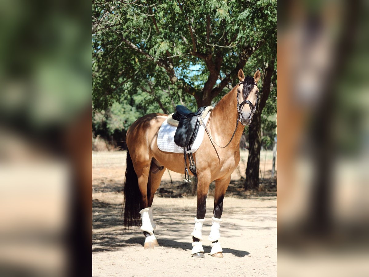 PRE Mix Stallion 5 years 16,1 hh Dun in Merida