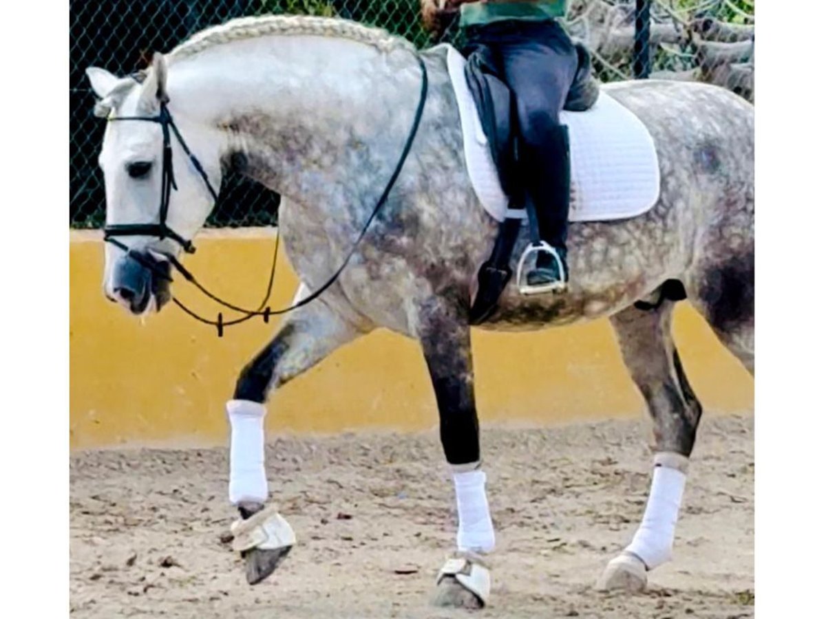 PRE Mix Stallion 5 years 16,1 hh Gray in Navas Del Madroño