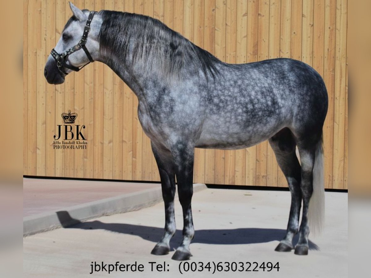 PRE Mix Stallion 5 years 16,1 hh Grey-Dapple in Tabernas Almeria