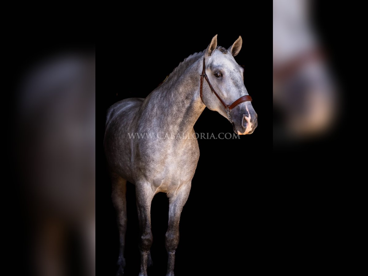 PRE Stallion 5 years 16,1 hh Grey-Dapple in Rafelguaraf