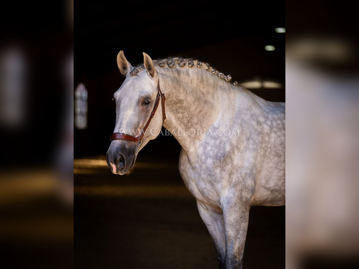 PRE Stallion 5 years 16,1 hh Grey in Rafelguaraf
