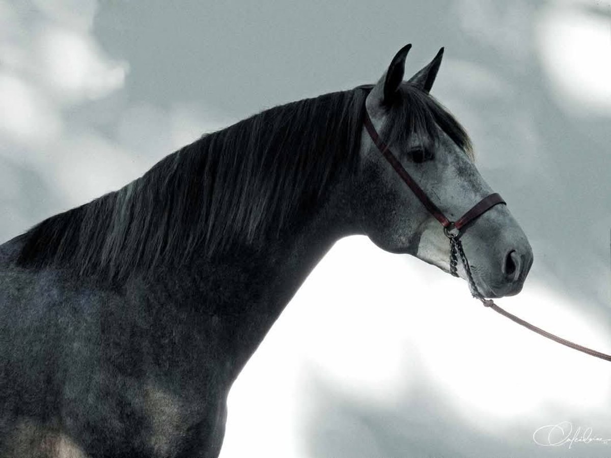 PRE Stallion 5 years 16,2 hh Gray in Crest