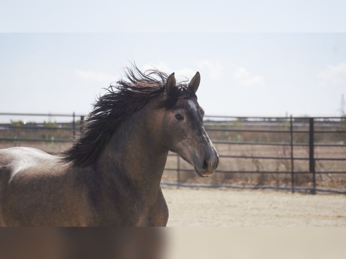 PRE Mix Stallion 5 years 16,2 hh Grey in Rafelguaraf
