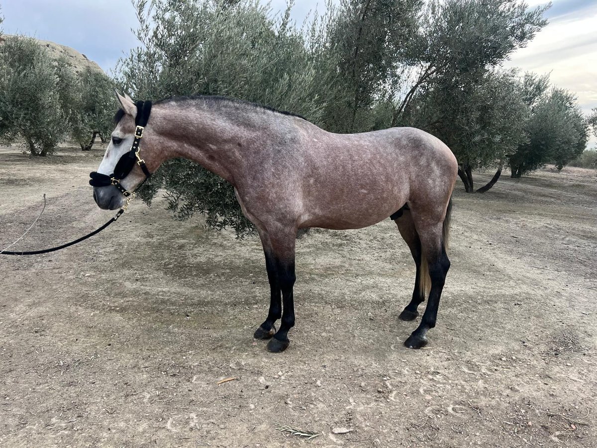 PRE Mix Stallion 5 years 16,2 hh Grey in Bailen