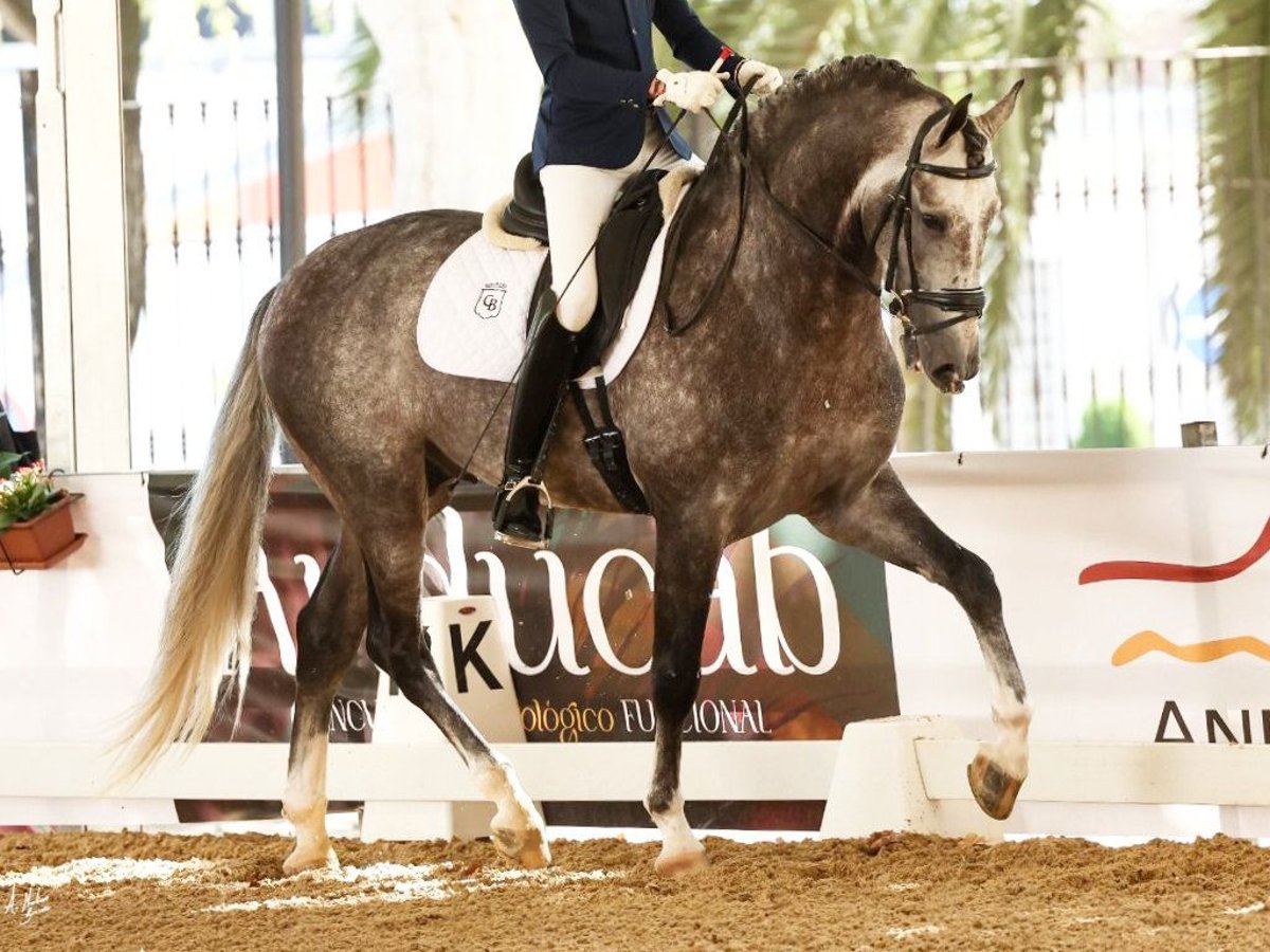 PRE Mix Stallion 5 years 16,2 hh Grey in Navas Del Madro&#xF1;o