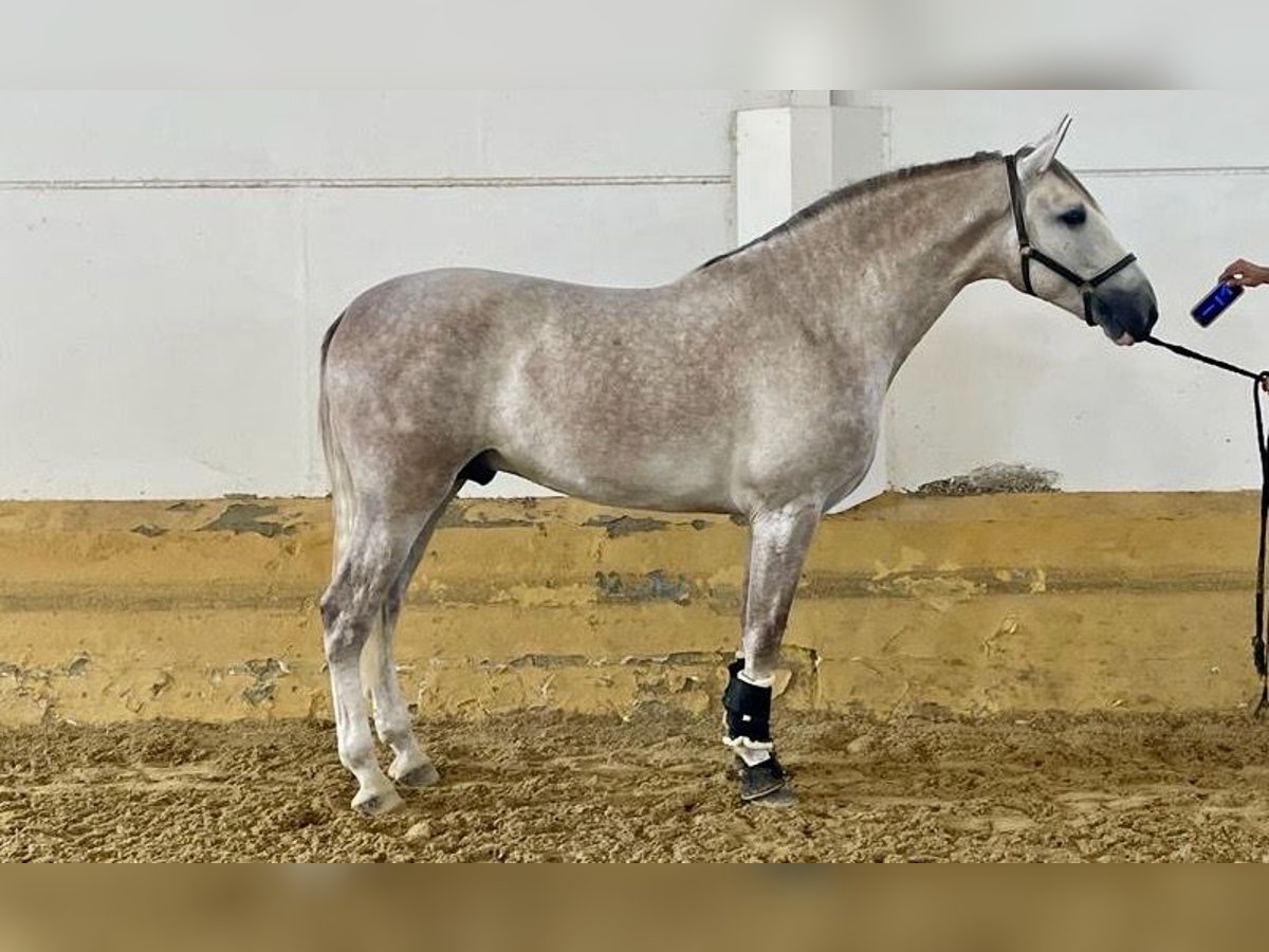PRE Stallion 5 years 16,3 hh Grey in Moron de La Frontera