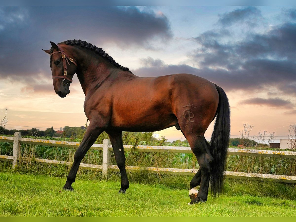 PRE Mix Stallion 5 years 17,1 hh Bay-Dark in HEUVELLAND