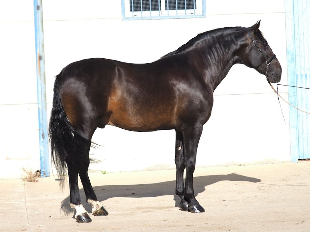 PRE Mix Stallion 5 years 17 hh Bay in NAVAS DEL MADRONO