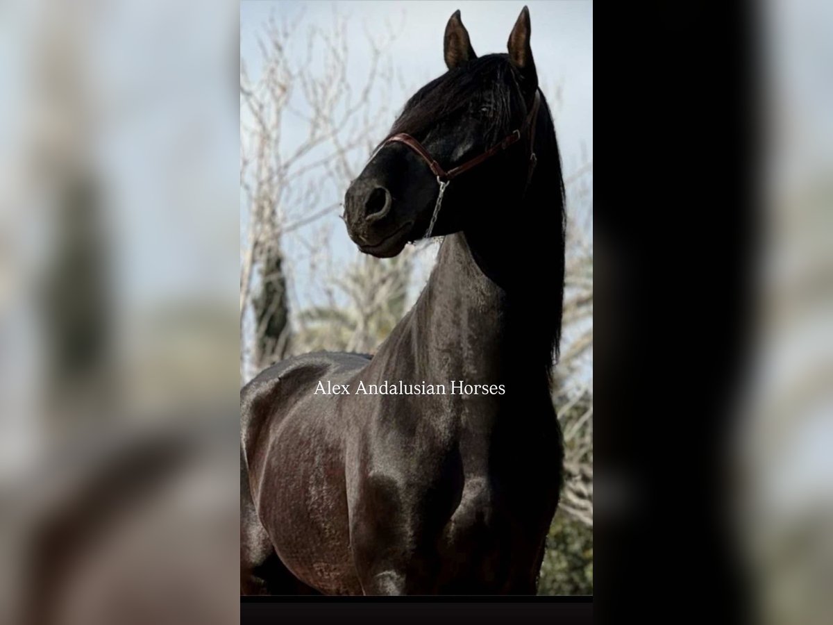 PRE Mix Stallion 5 years 17 hh Black in Sevilla