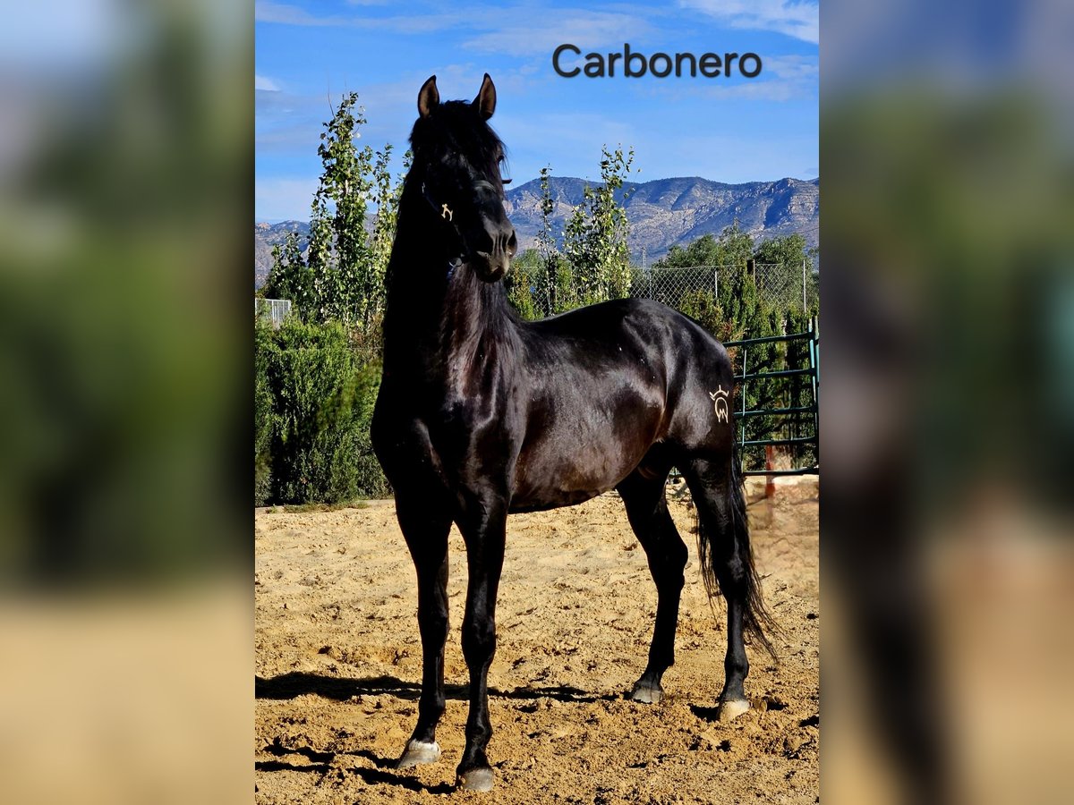 PRE Stallion 5 years 17 hh Black in Agost