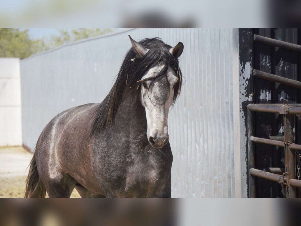PRE Mix Stallion 5 years 17 hh Grey in Rafelguaraf