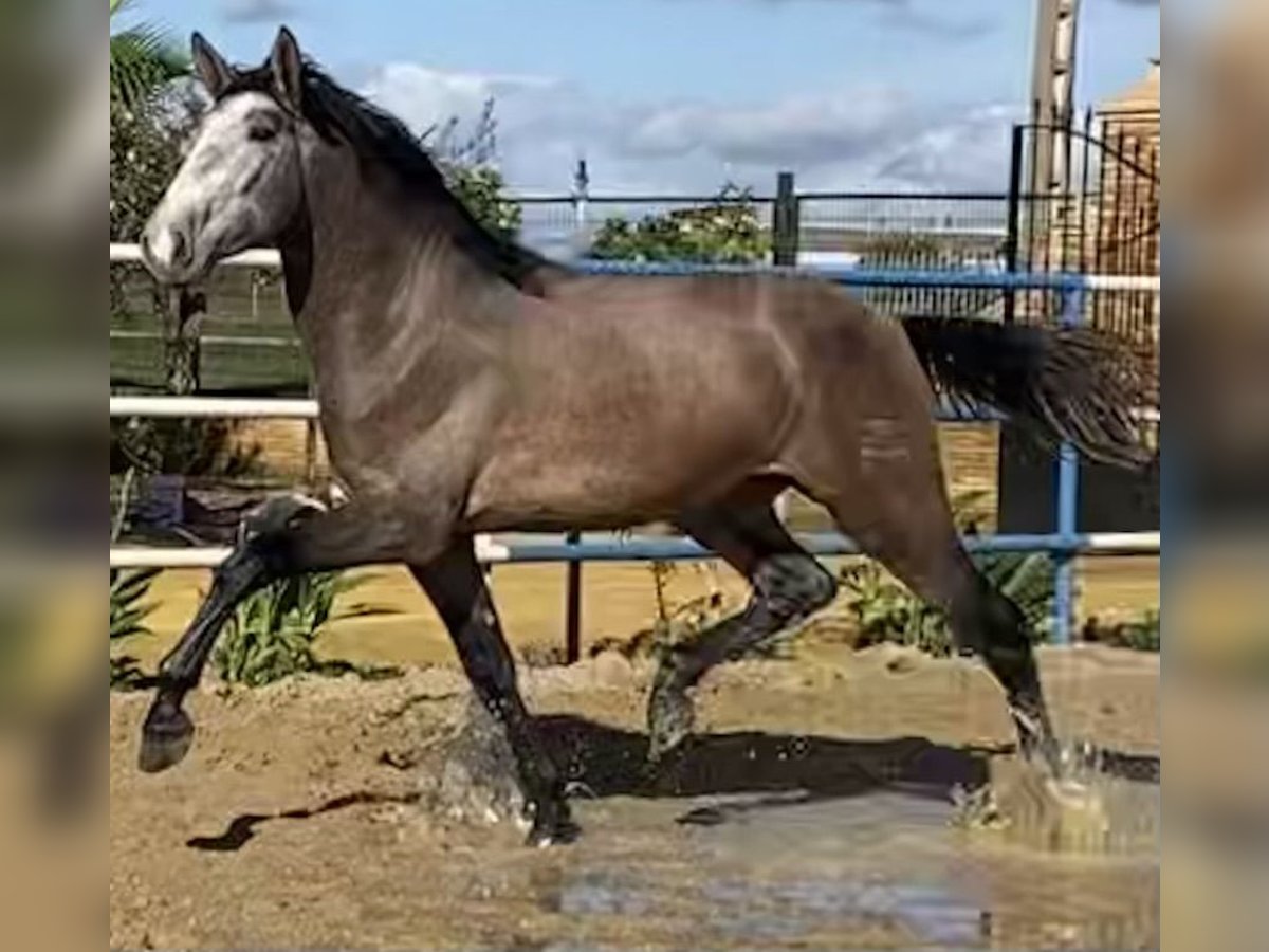PRE Mix Stallion 5 years 17 hh Grey in Fuentes De Andalucia