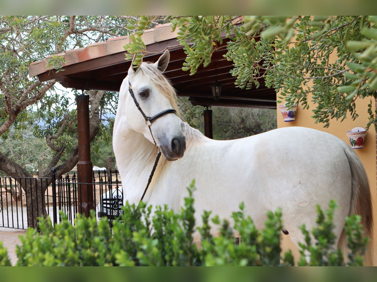 PRE Stallion 5 years 17 hh Grey in Sagunt/Sagunto