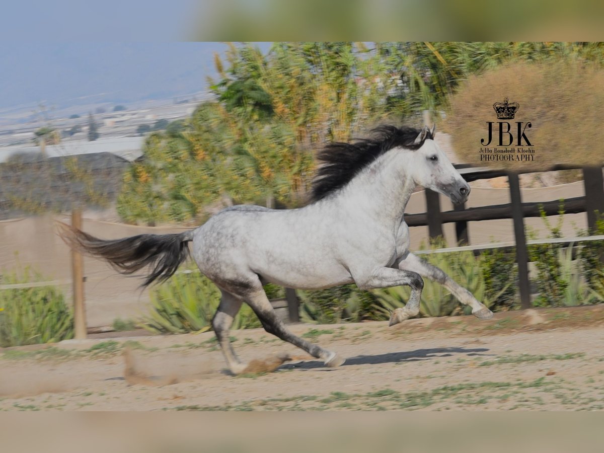 PRE Stallion 6 years 15,1 hh Gray in Tabernas Almeria