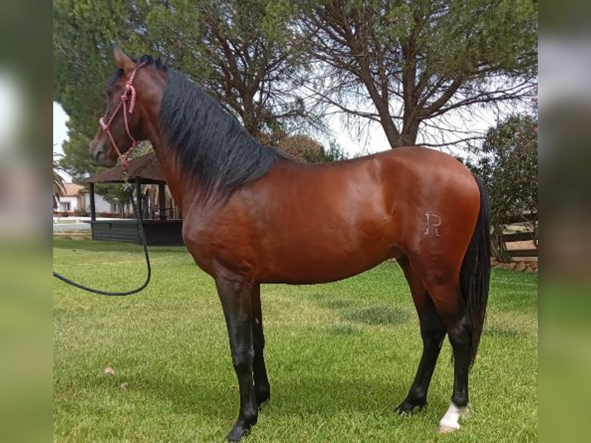 PRE Mix Stallion 6 years 15,2 hh Bay in Sevilla