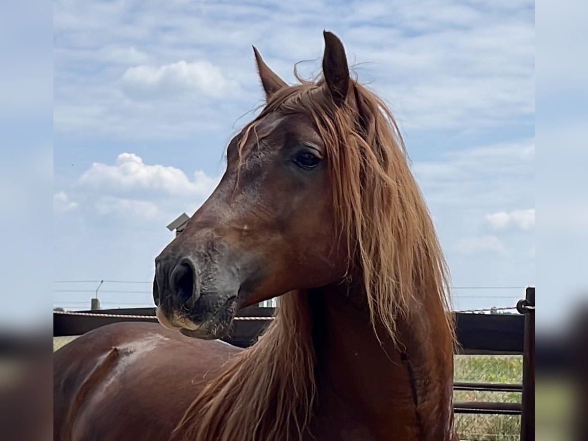 PRE Stallion 6 years 15,2 hh Chestnut-Red in Stahnsdorf