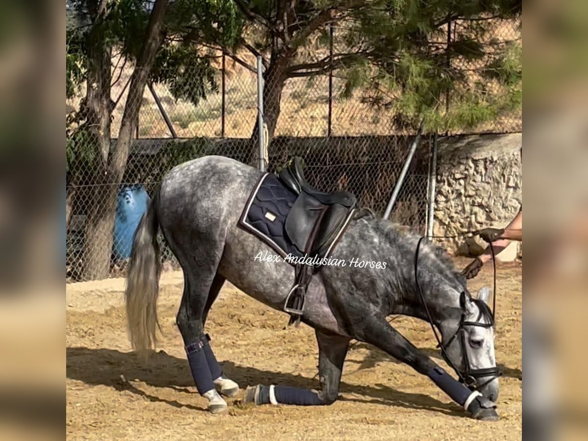 PRE Mix Stallion 6 years 15,2 hh Gray-Dapple in Sevilla