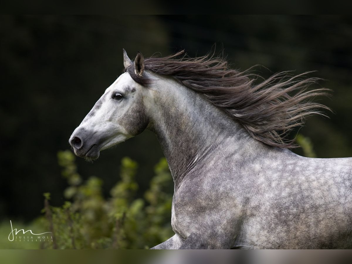 PRE Mix Stallion 6 years 15,2 hh Gray in Herrsching