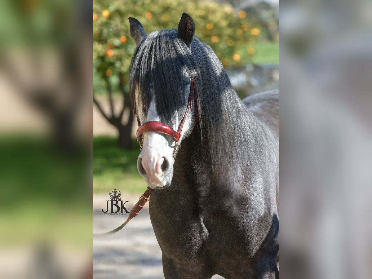 PRE Stallion 6 years 15,2 hh Grey-Dapple in Tabernas Almeria
