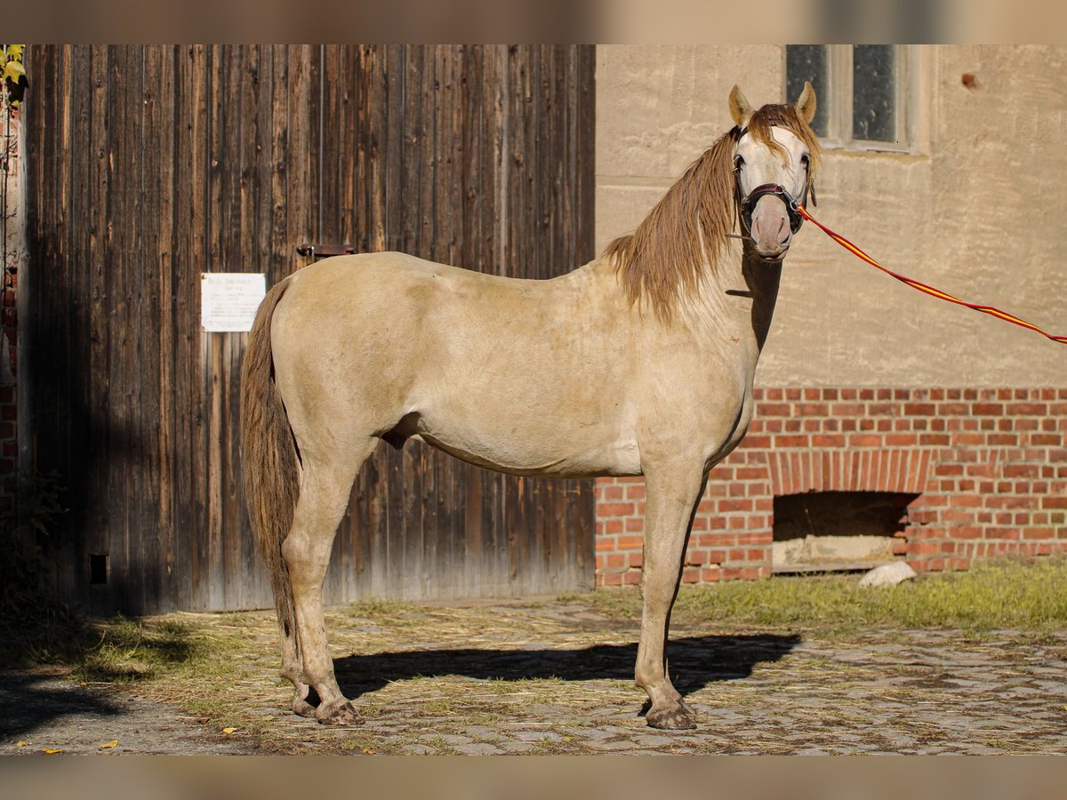 PRE Stallion 6 years 15,2 hh Pearl in Grubditz