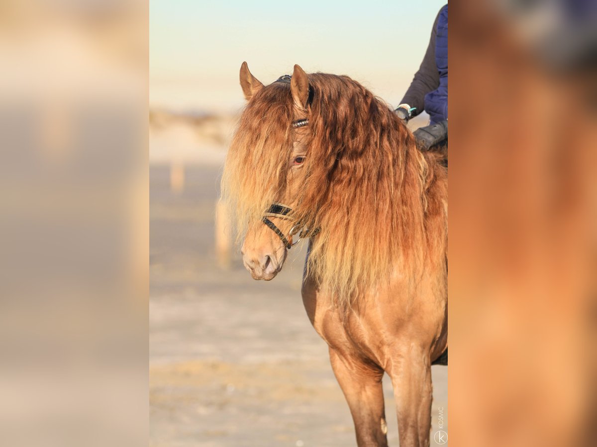 PRE Stallion 6 years 15,2 hh Pearl in Marly-sous-Issy