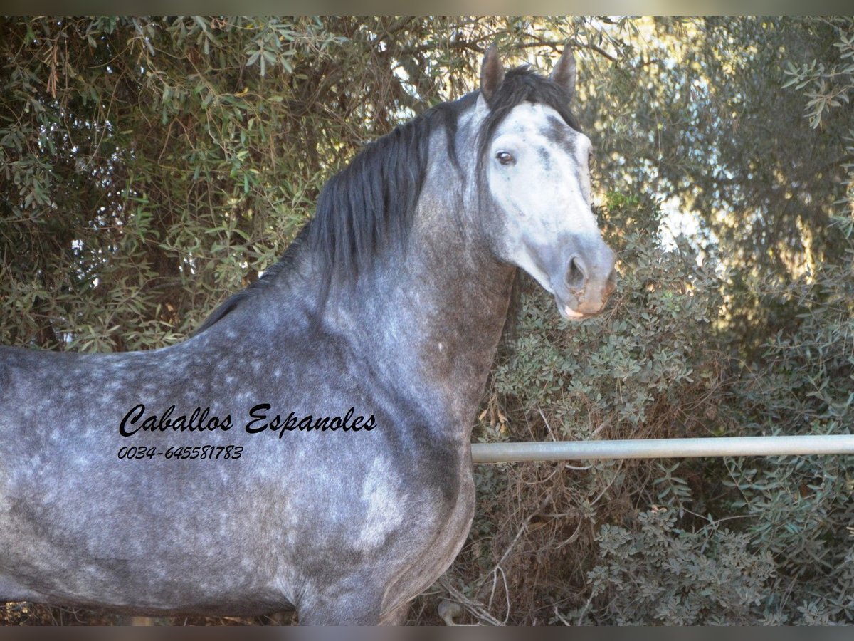 PRE Stallion 6 years 15,3 hh Gray-Dapple in Vejer de la Frontera