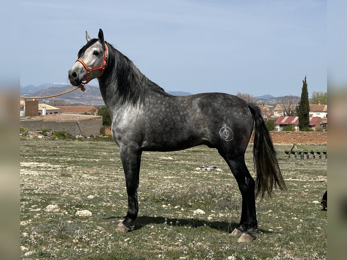 PRE Stallion 6 years 15,3 hh Gray in Baza