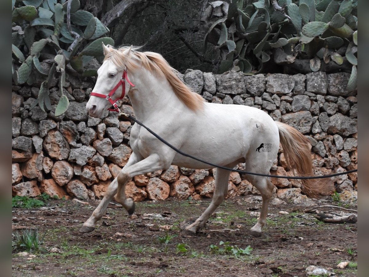 PRE Stallion 6 years 15 hh Perlino in Mallorca