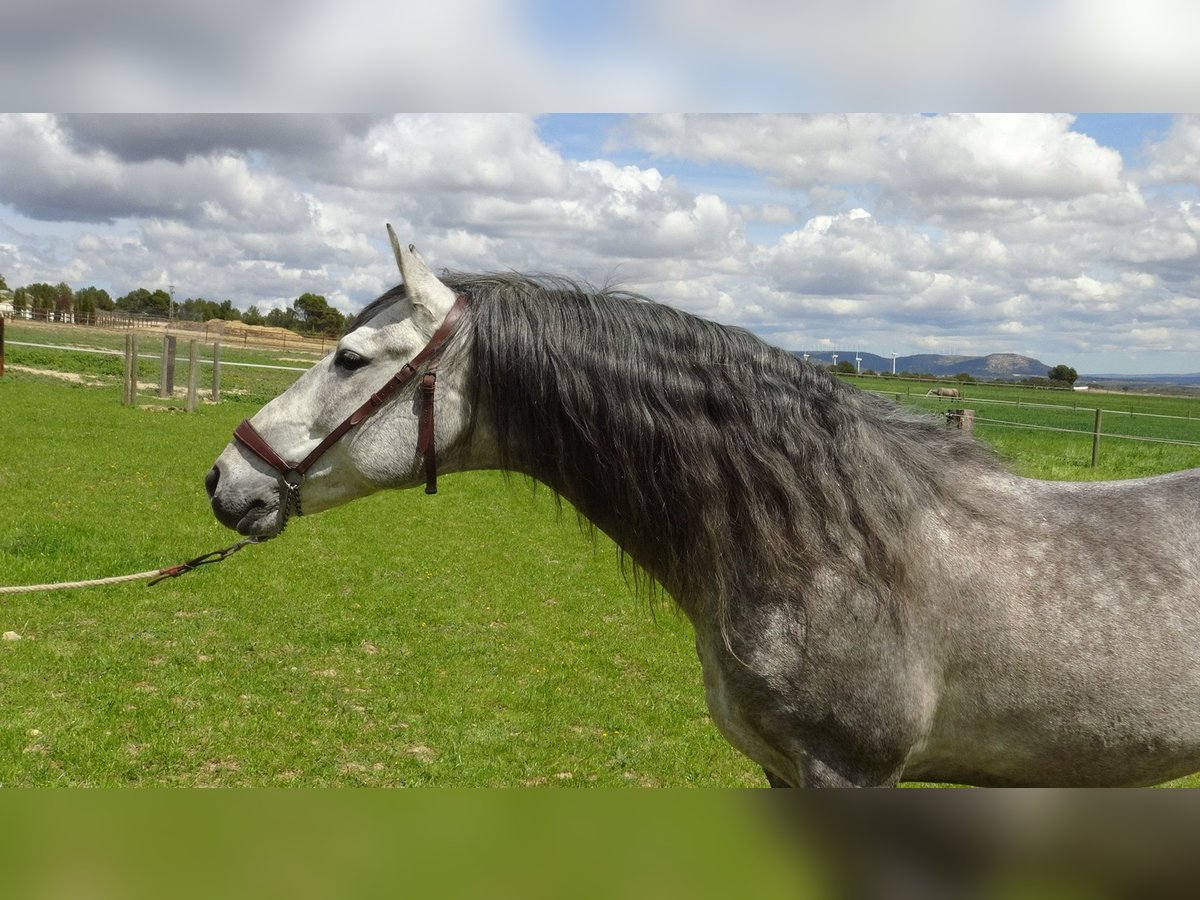 PRE Stallion 6 years 15,2 hh Gray in Alpera