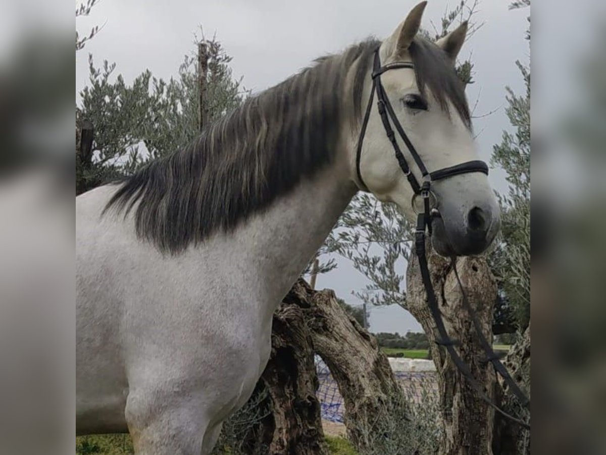 PRE Mix Stallion 6 years 15,2 hh Gray in Madrid