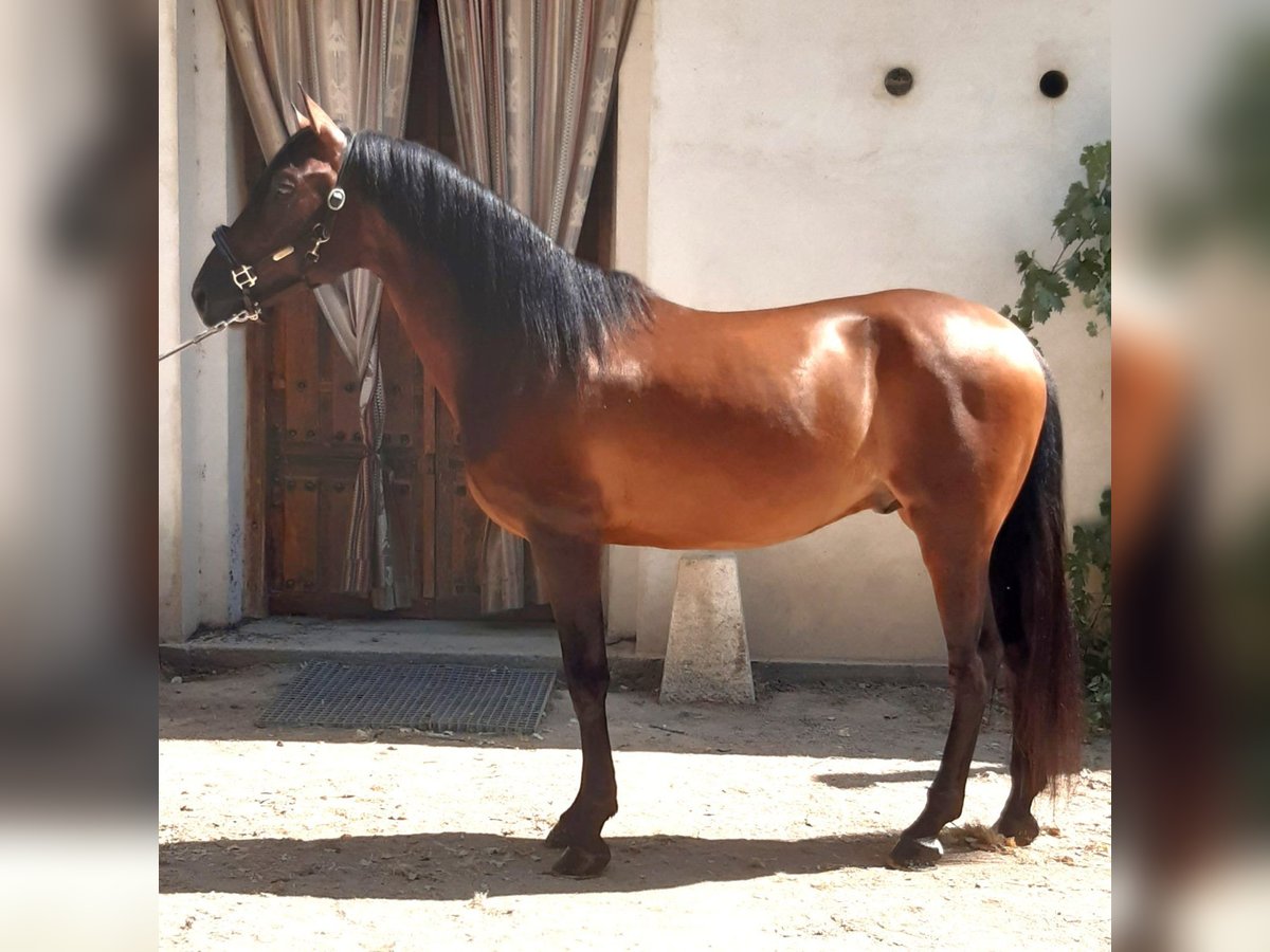 PRE Mix Stallion 6 years 15,3 hh Bay in Madrid