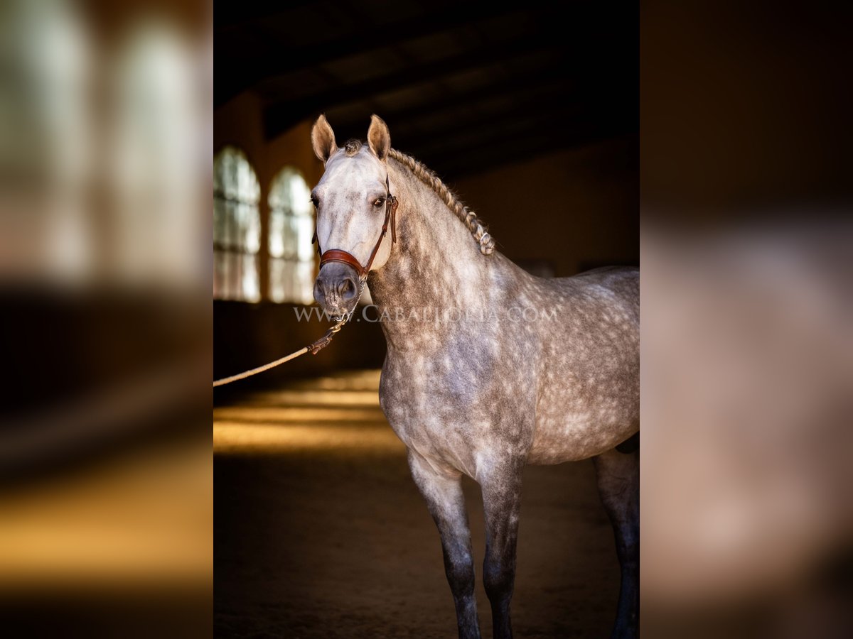 PRE Stallion 6 years 15,3 hh Grey-Dapple in Rafelguaraf