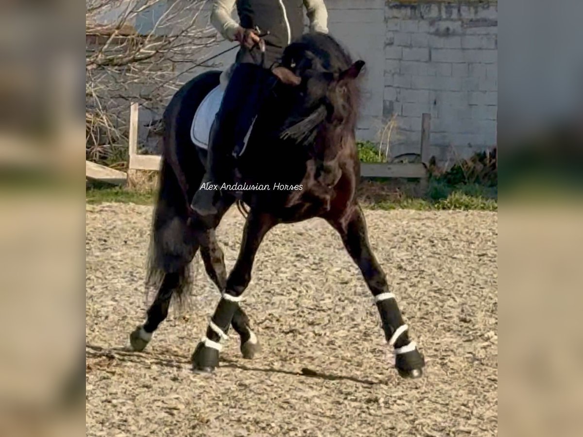 PRE Mix Stallion 6 years 16,1 hh Black in Sevilla