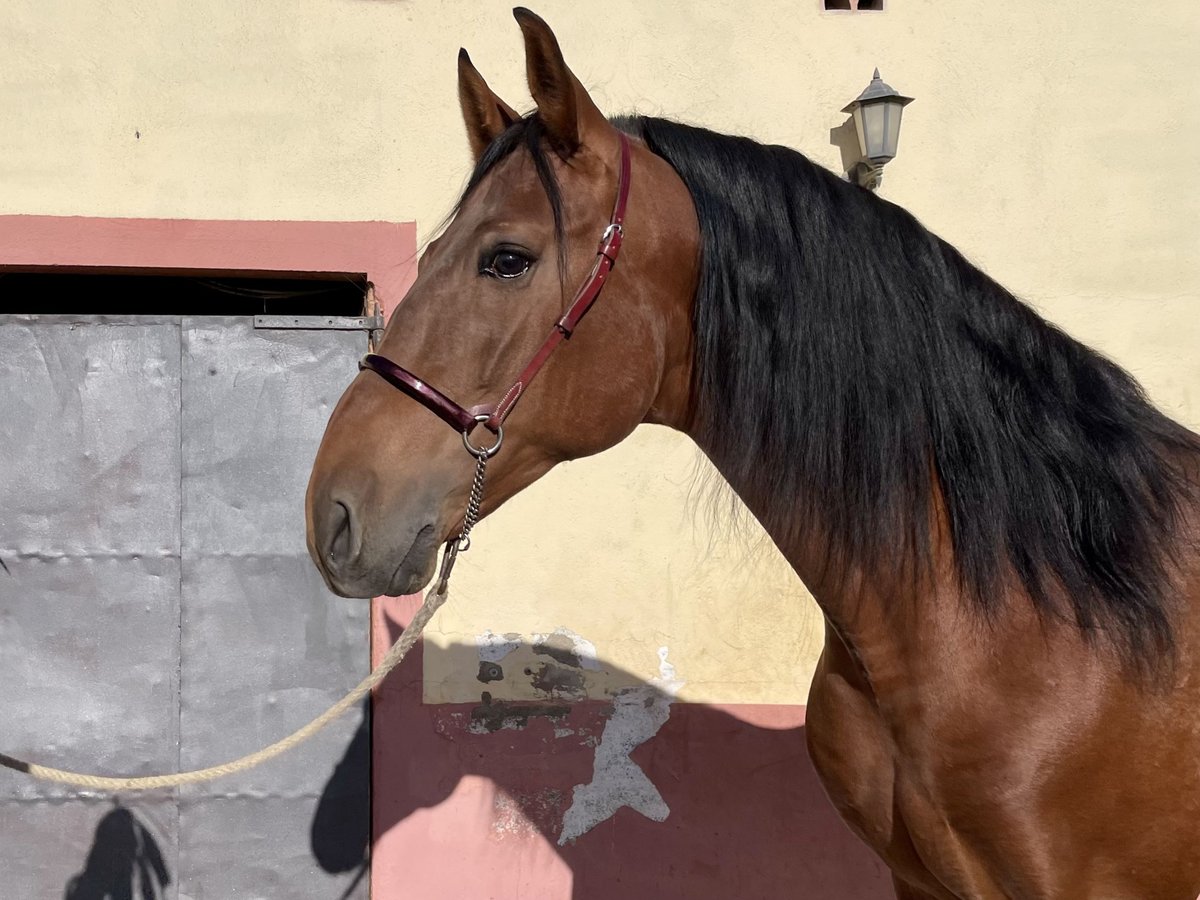 PRE Mix Stallion 6 years 16,1 hh Brown-Light in Granollers