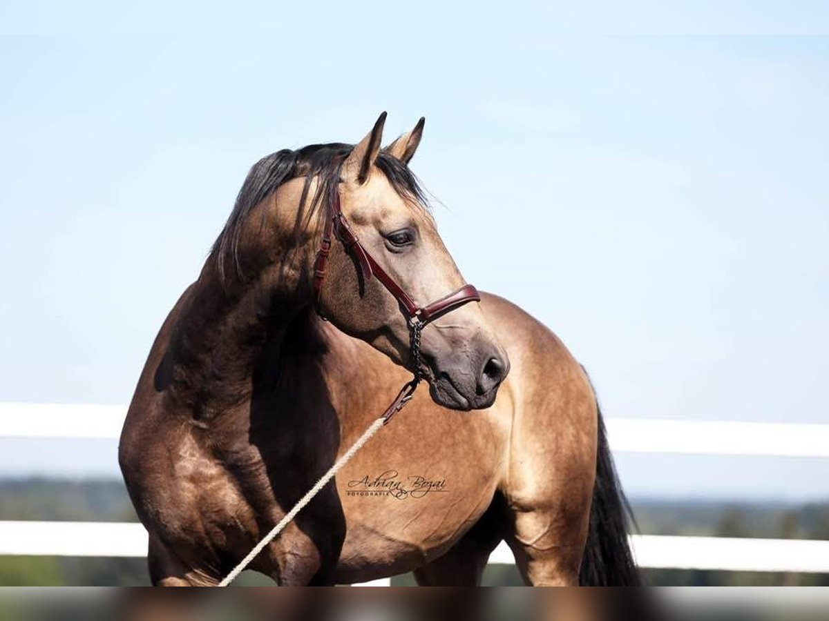 PRE Stallion 6 years 16,1 hh Buckskin in Ourense