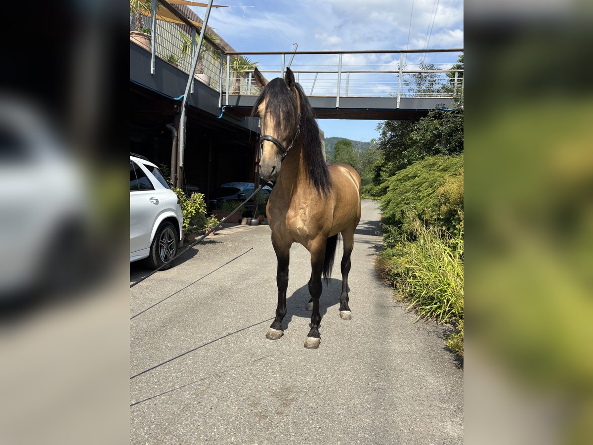 PRE Mix Stallion 6 years 16,1 hh Buckskin in Affoltern am Albis