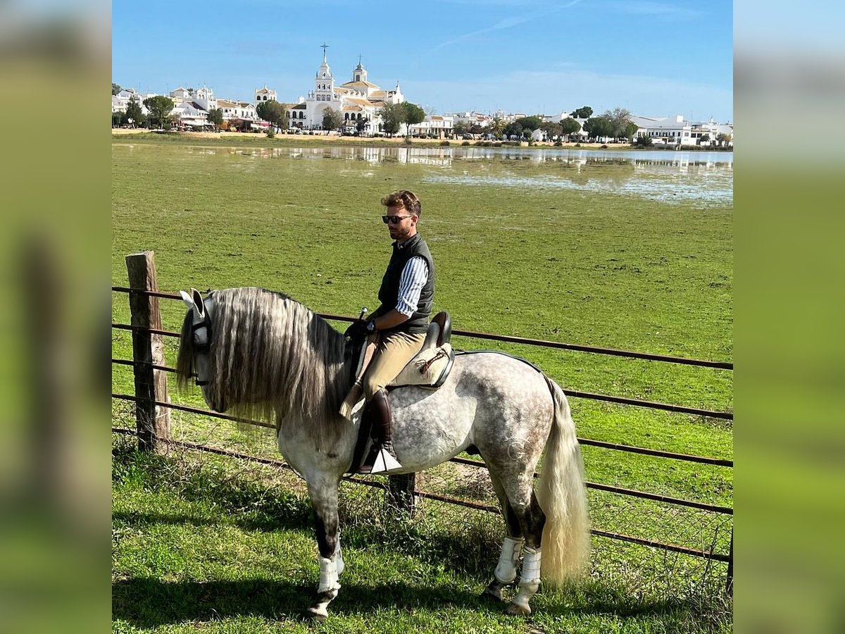 PRE Stallion 6 years 16,1 hh Gray in Los Palacios Y Villafranca