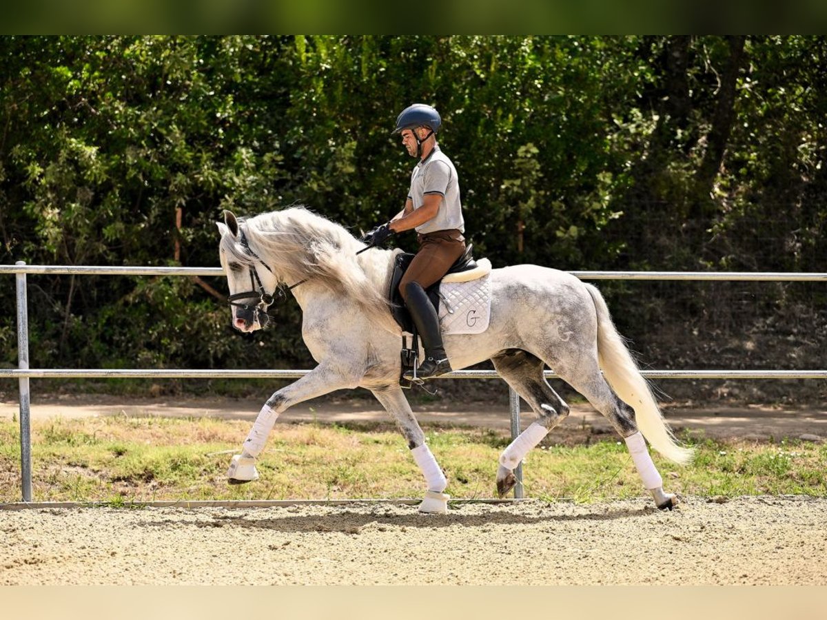 PRE Stallion 6 years 16,1 hh Gray in Jaraiz De La Vera