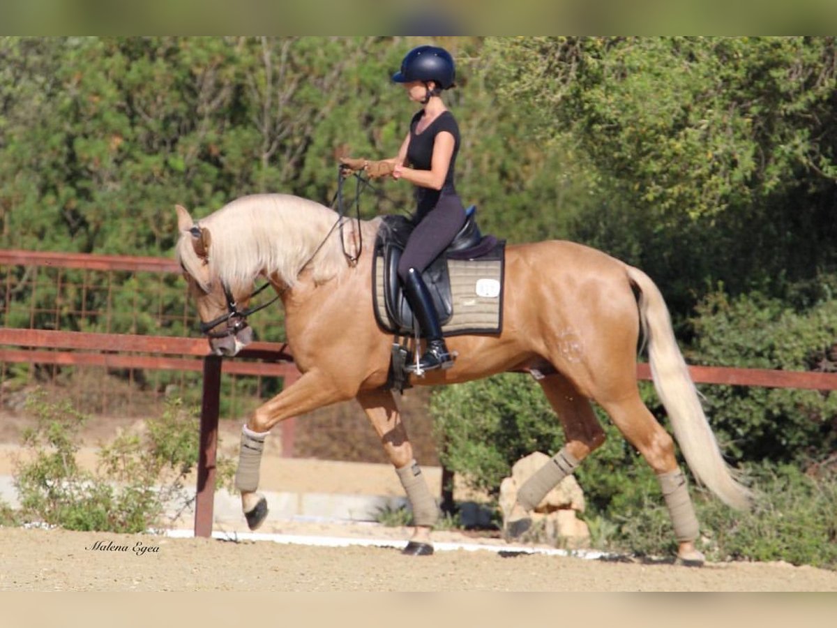 PRE Stallion 6 years 16,1 hh Palomino in Los Barrios