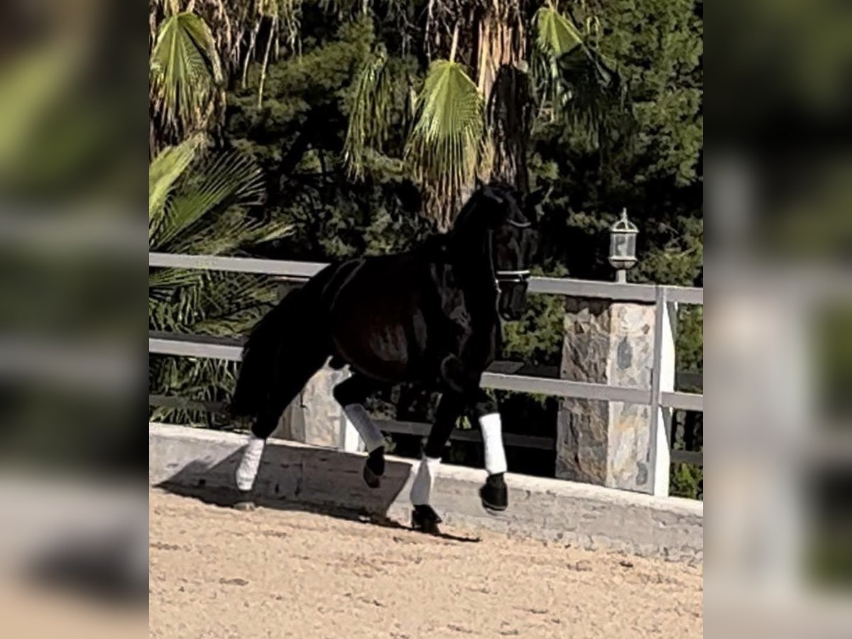 PRE Stallion 6 years 16,2 hh Black in la nucia